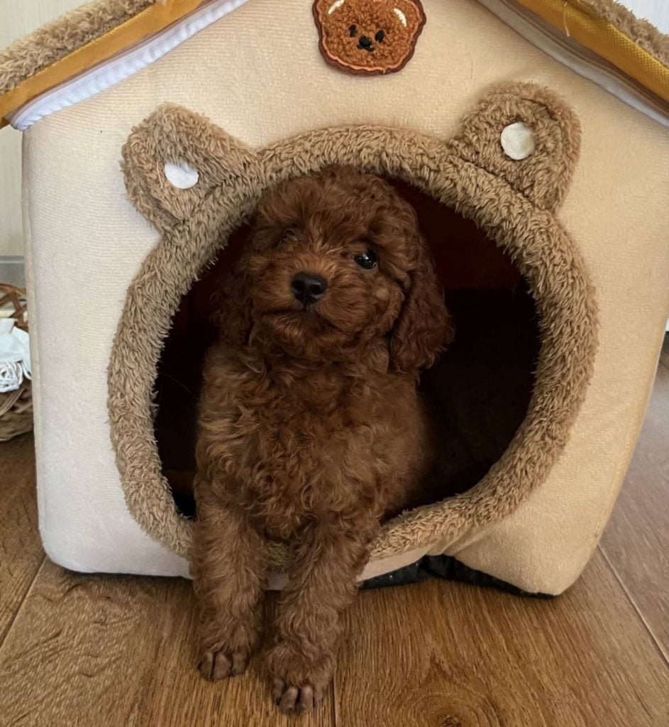 Toy Poedel reu, Poedel, 15 weken tot 1 jaar, Reu, Parvo
