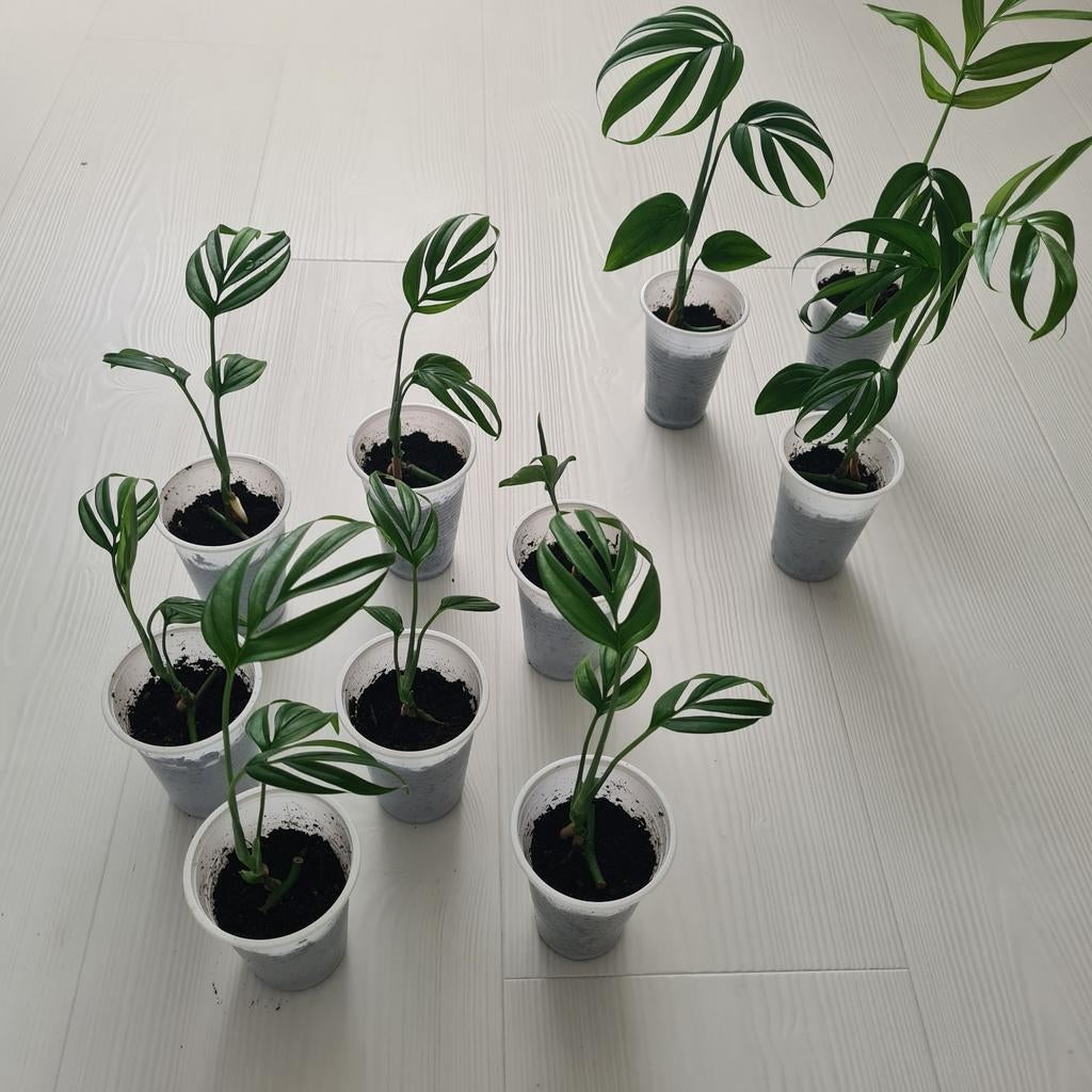 Monstera subpinnata, Huis en Inrichting, Kamerplanten, Overige soorten, Minder dan 100 cm, Groene kamerplant, Halfschaduw