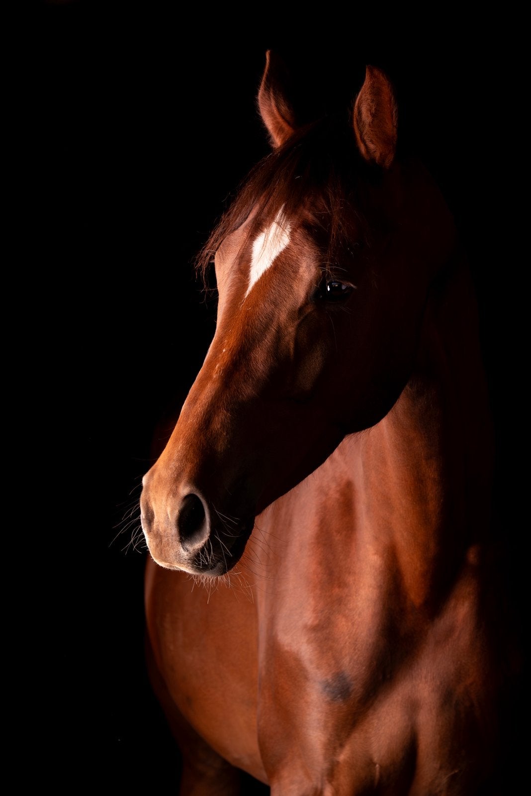 Coaching paard, Dieren en Toebehoren, Paarden, Merrie, Met stamboom, Niet van toepassing, Dressuurpaard