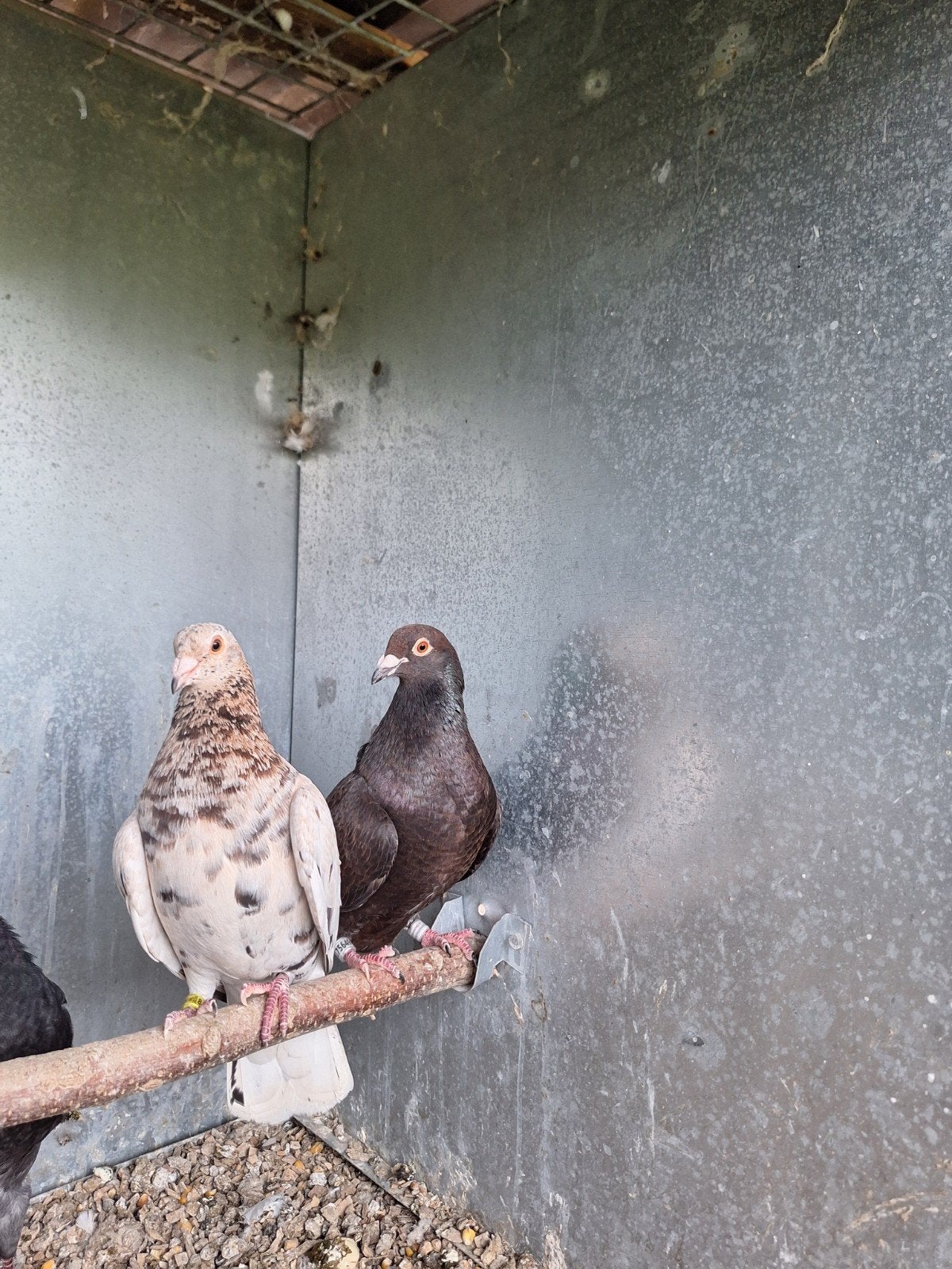 almond kleurpostduif koppel tt waardig, Dieren en Toebehoren, Meerdere dieren, Geringd