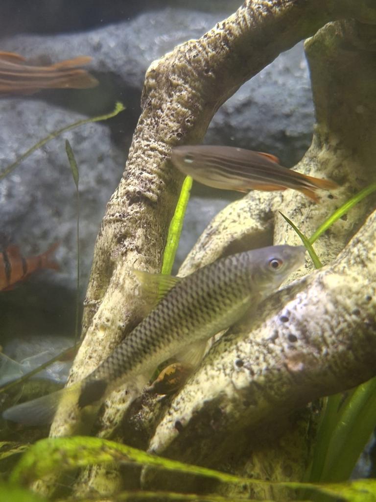 Algeneters te koop, Dieren en Toebehoren, Vissen | Aquariumvissen, Vis