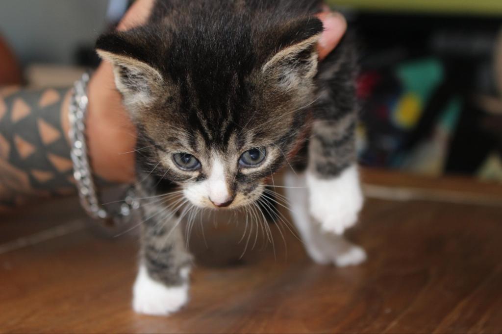 Drie kittens te koop allemaal mannetjes, Dieren en Toebehoren, Kater