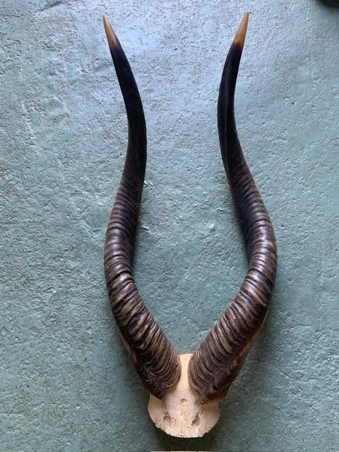 Te koop. Schedel hoorns nyala antilope ca 70 cm !!!, Ophalen of Verzenden, Gebruikt, Overige soorten, Opgezet dier