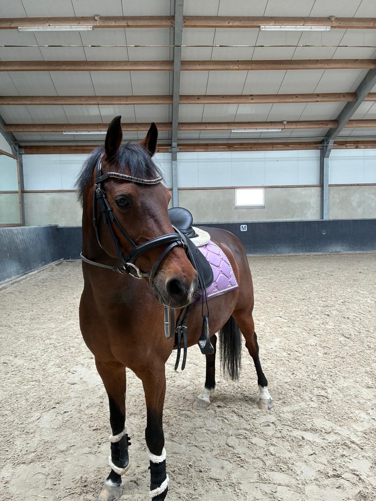 dressuur pony te huur/lease, Dieren en Toebehoren, Ophalen of Verzenden, Nieuw