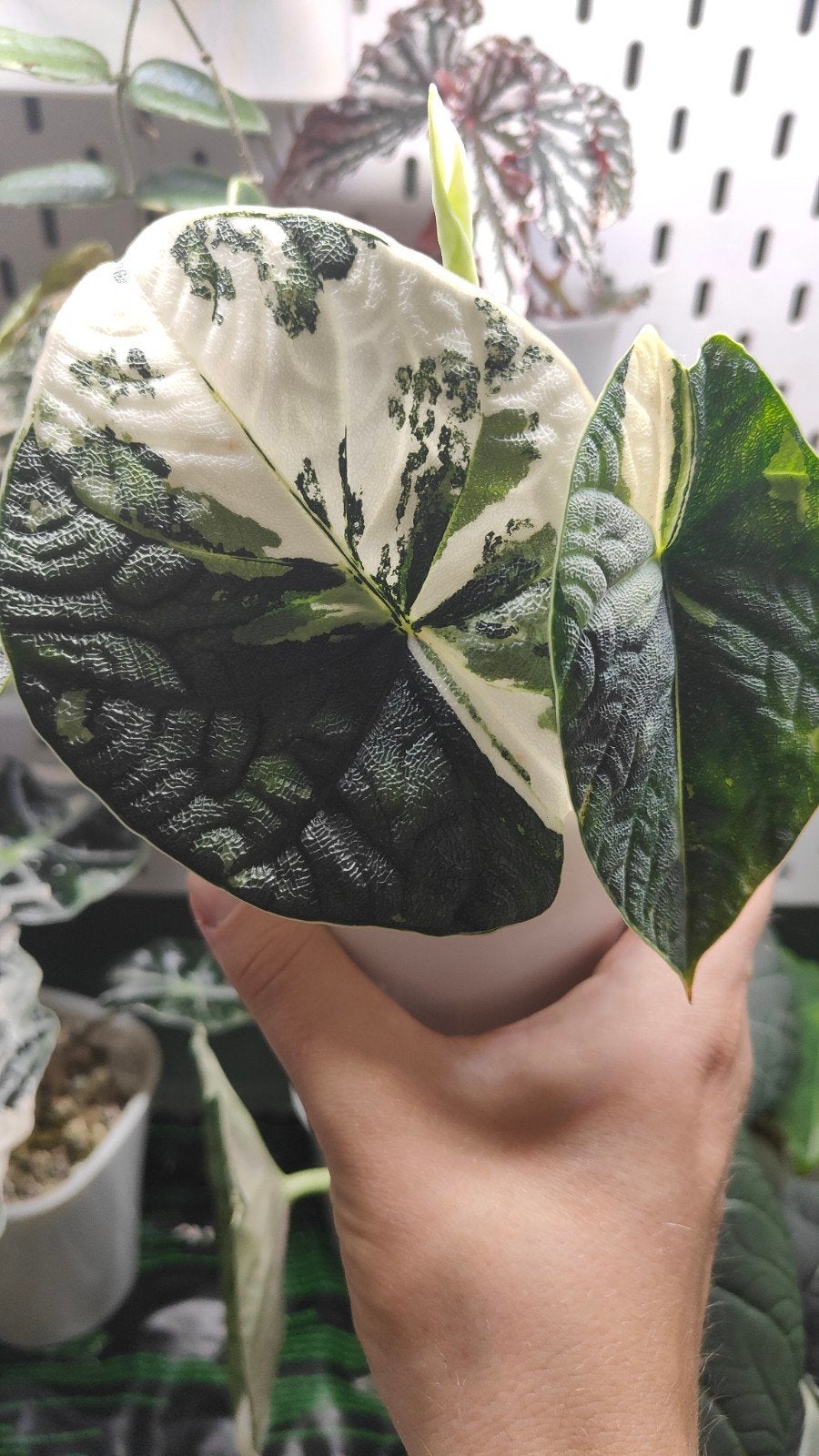 Alocasia melo albo corm, Huis en Inrichting, Kamerplanten, Ophalen of Verzenden, Halfschaduw, Minder dan 100 cm