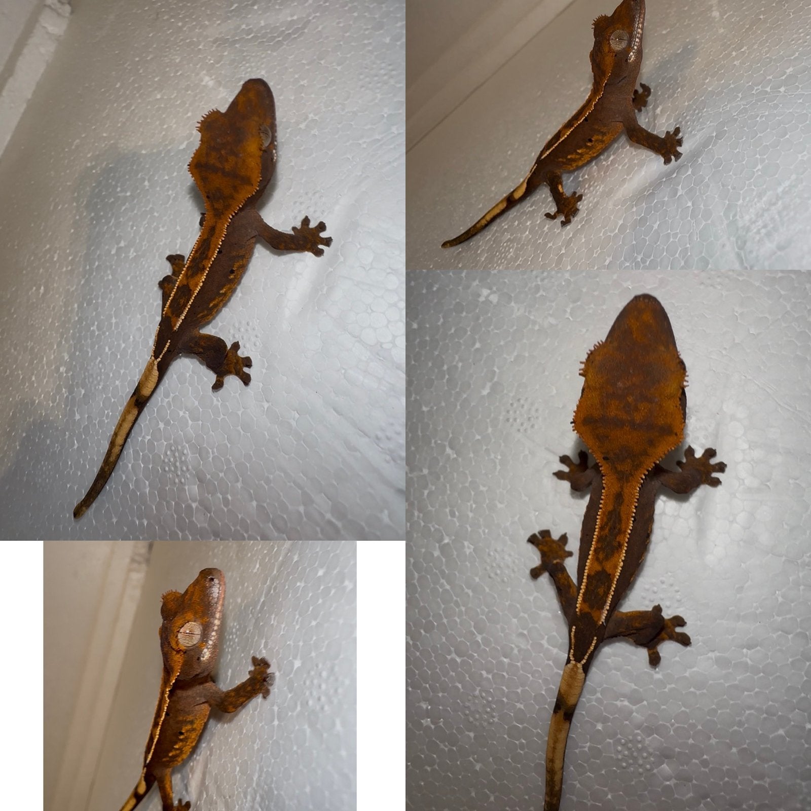 Wimpergekko baby, Dieren en Toebehoren, Reptielen en Amfibieën, Hagedis, Tam, 0 tot 2 jaar