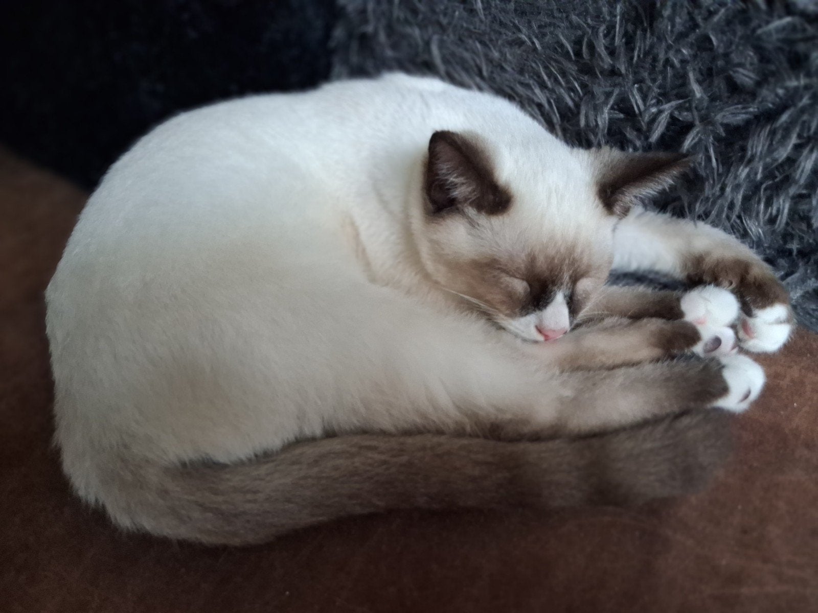 kruising Siamees Ragdoll katertje volledig in orde., Kater, Gechipt, 0 tot 2 jaar
