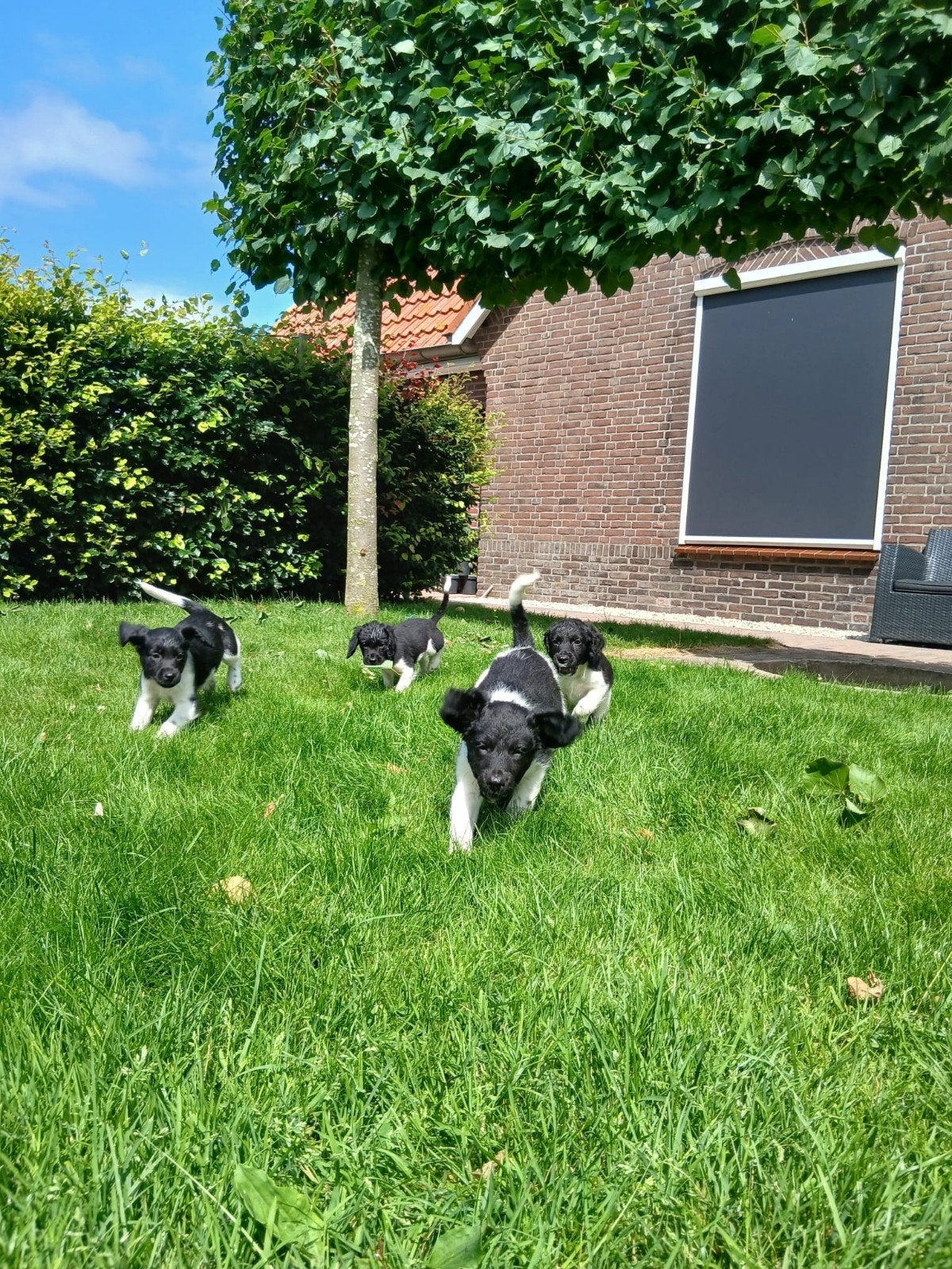 Friese Stabij pups, Overige rassen, Meerdere, Meerdere dieren, Nederland