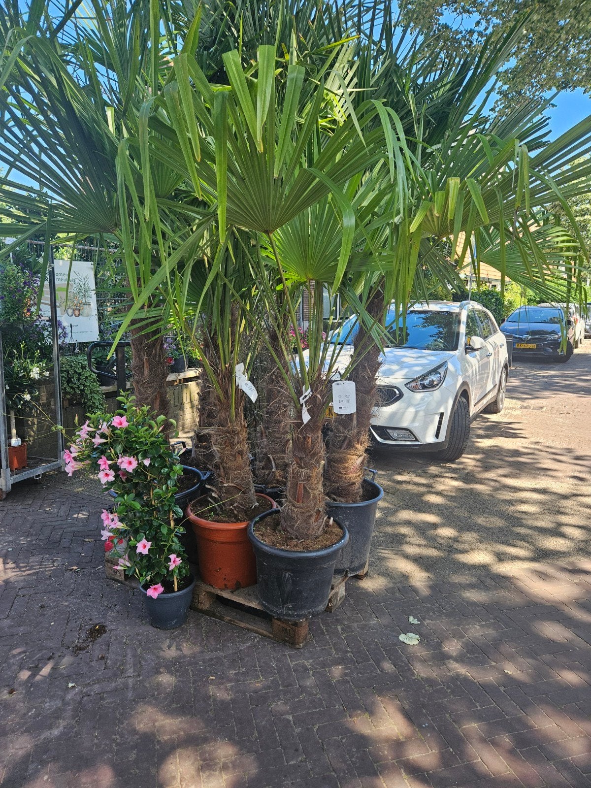 Winterharde palmen Wagnerianus of Fortunei, Volle zon, Ophalen of Verzenden, 100 tot 250 cm, Zomer