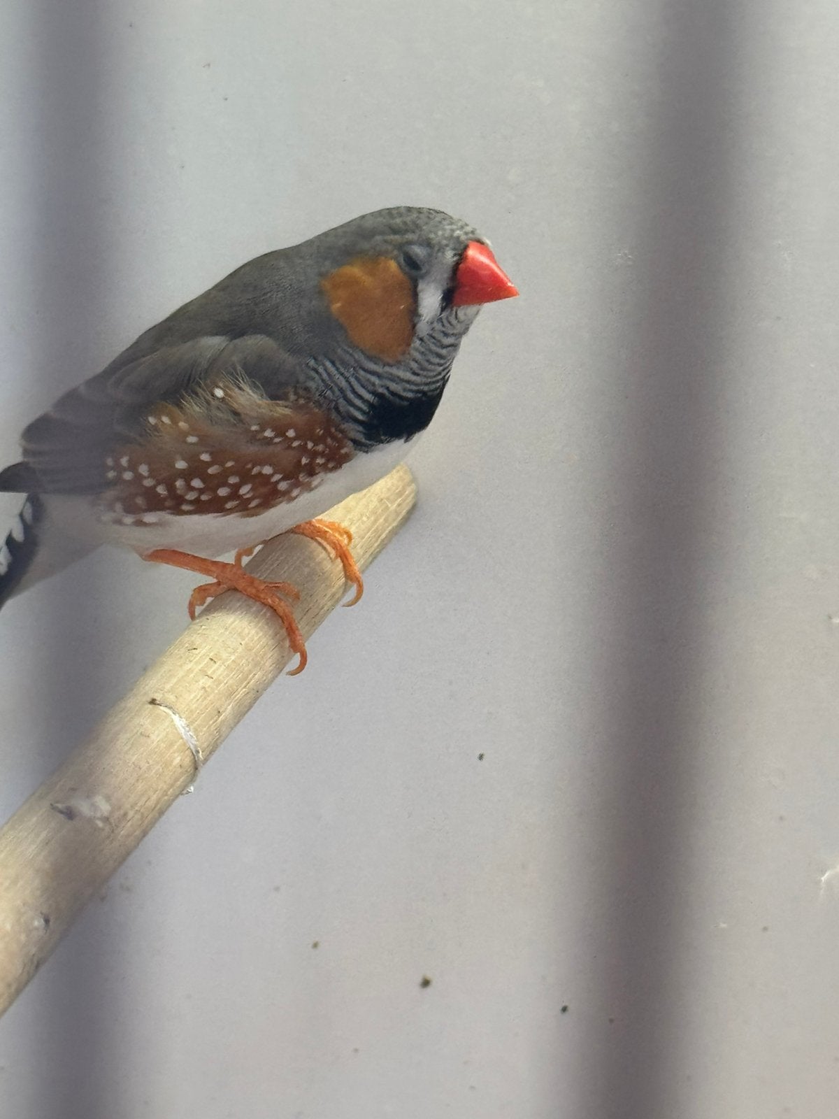 Koppel zebravinken, Dieren en Toebehoren, Vogels | Overige Vogels, Meerdere dieren, Tropenvogel