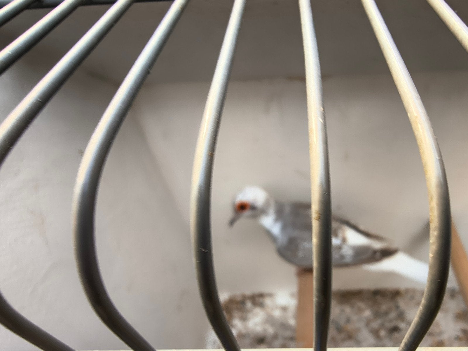 witstuitbonte diamantduif duivin, Dieren en Toebehoren, Vrouwelijk