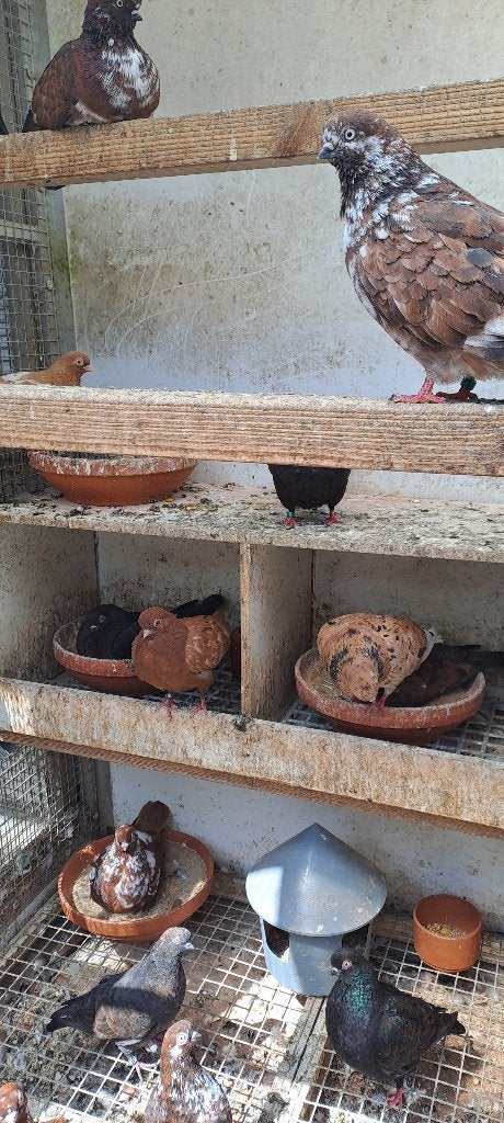 Portugese tuimelaars, Dieren en Toebehoren, Meerdere dieren, Tuimelaar of Roller
