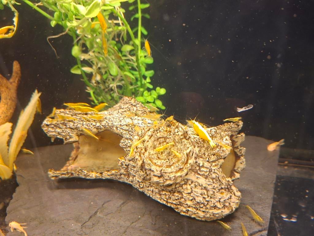 Citroen garnalen., Kreeft, Krab of Garnaal, Zoetwatervis, Schoolvis