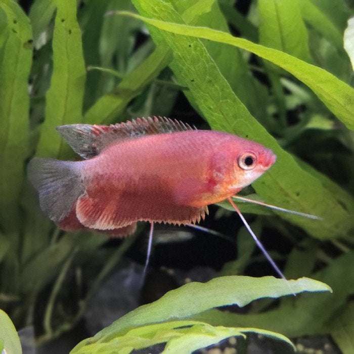 Colisa labiosa, Vis