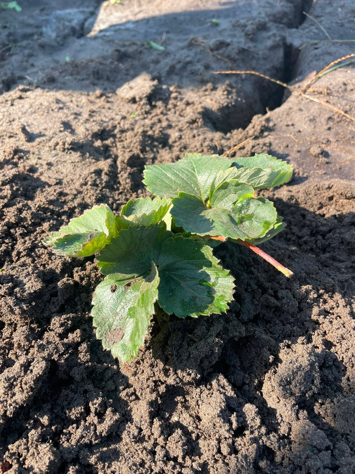 Verse biologische aardbeiplantjes, Tuin en Terras, Planten | Tuinplanten, Ophalen, Volle zon, Vaste plant, Zomer