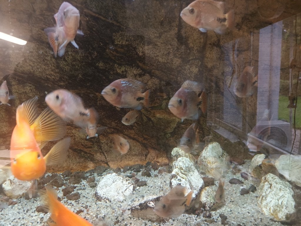 2x aqaria plus  5x red perrot 25x vieja melanurus, Vis, Zoetwatervis