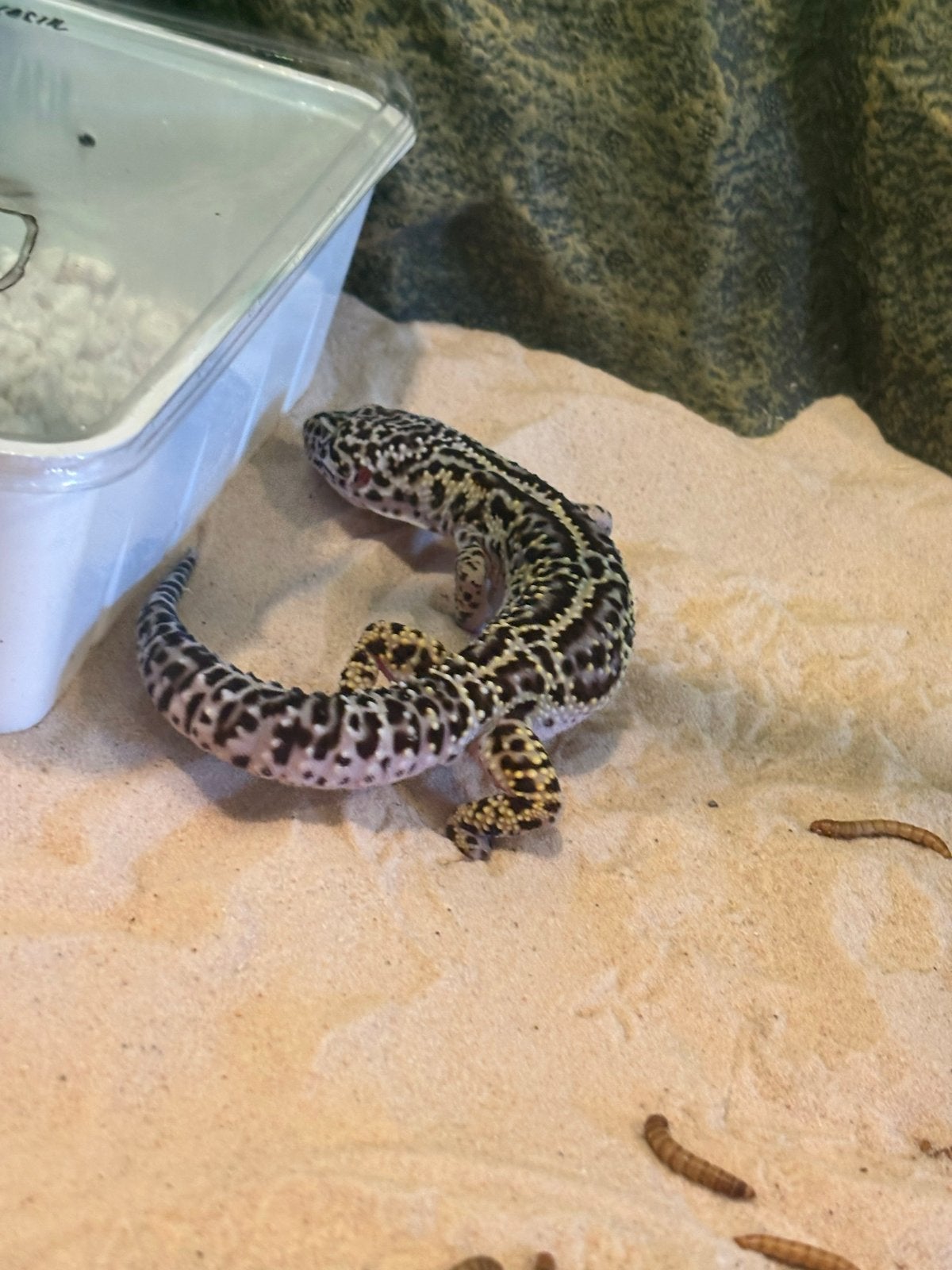 luipaardgekko zoekt een goed thuis Leopard Gecko photo 4