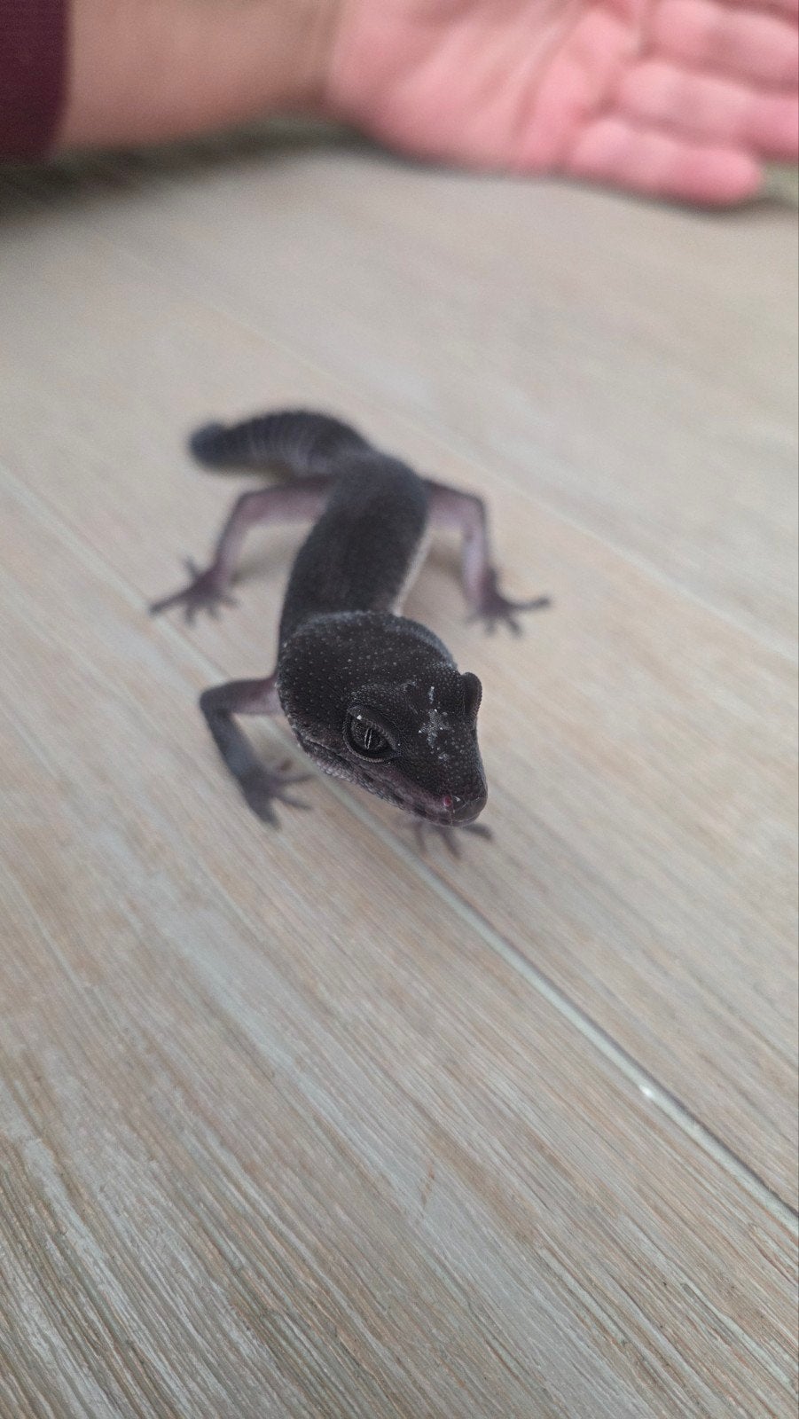 black night luipaard gekko man patroonloos Leopard Gecko photo 4