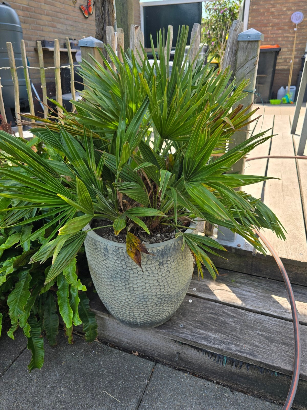 Palmboom in pot, Ophalen, Steen, Gebruikt, Rond