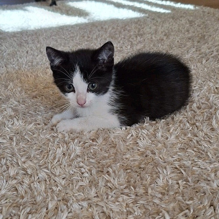 Nog twee lieve kittens!! Zoeken een warm huis!, Dieren en Toebehoren, Katten en Kittens | Overige Katten, Meerdere dieren, 0 tot 2 jaar