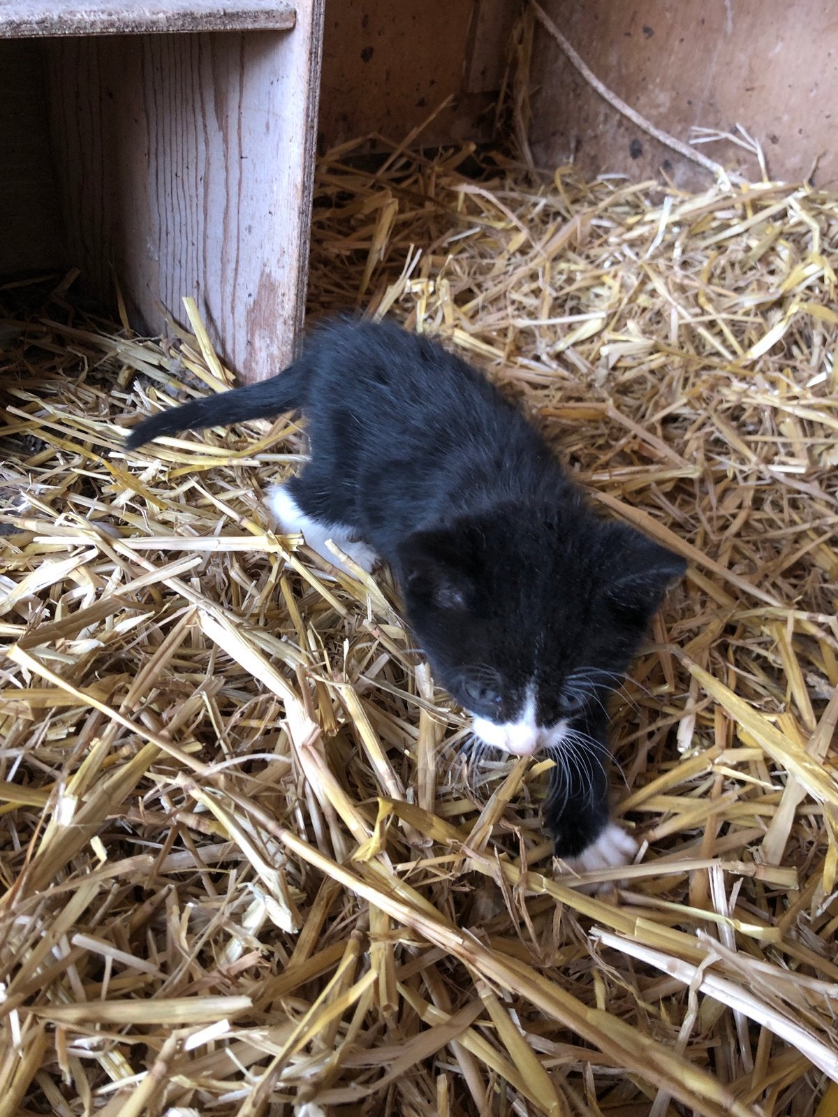 Boerderij kittens, Meerdere dieren, Kortharig