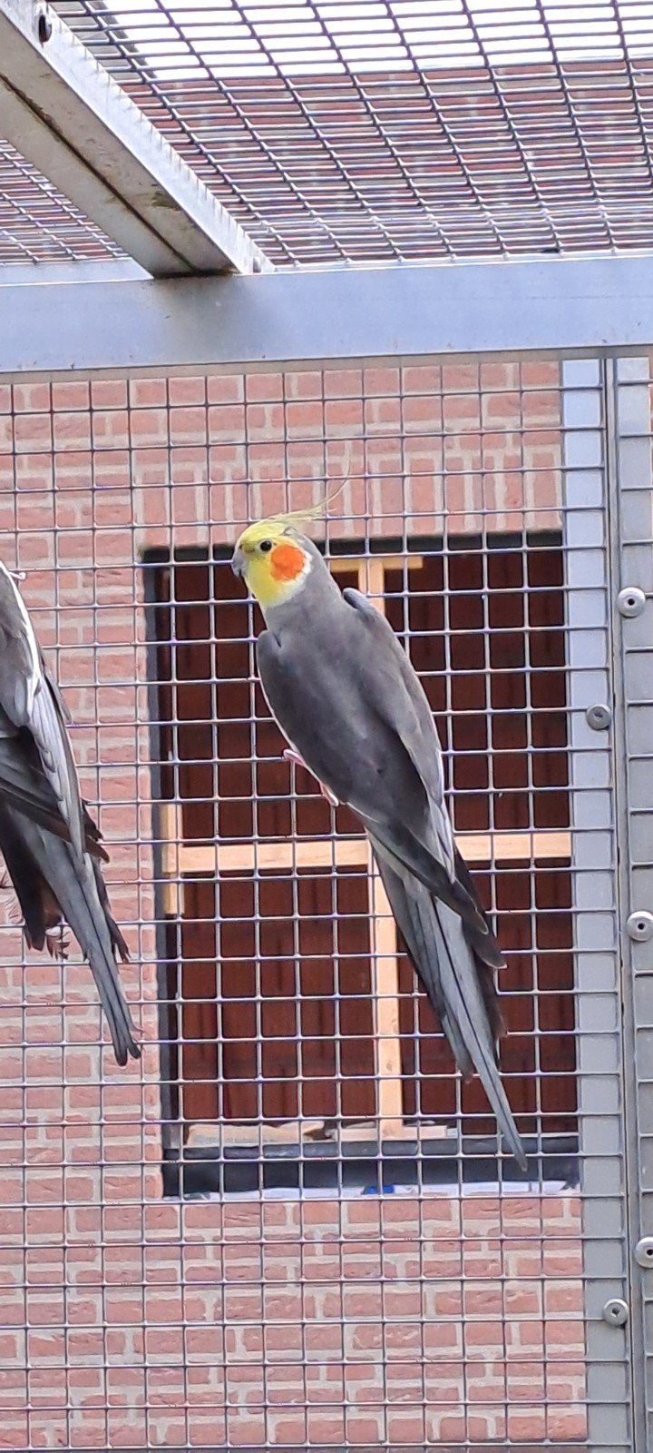 koppel valkparkieten, Dieren en Toebehoren, Meerdere dieren, Parkiet, Geringd