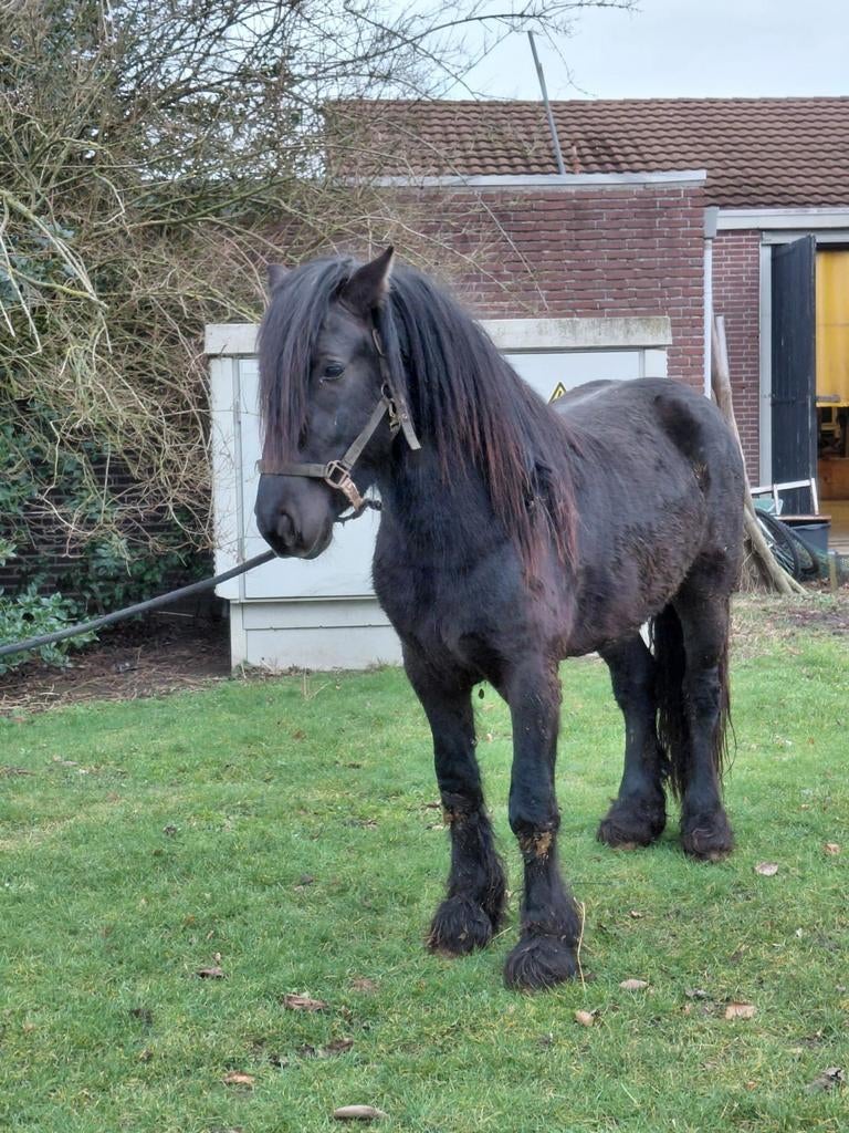Diverse paarden (fellpony) te koop., Dieren en Toebehoren, Pony's, Ruin, A pony (tot 1.17m), 0 tot 2 jaar