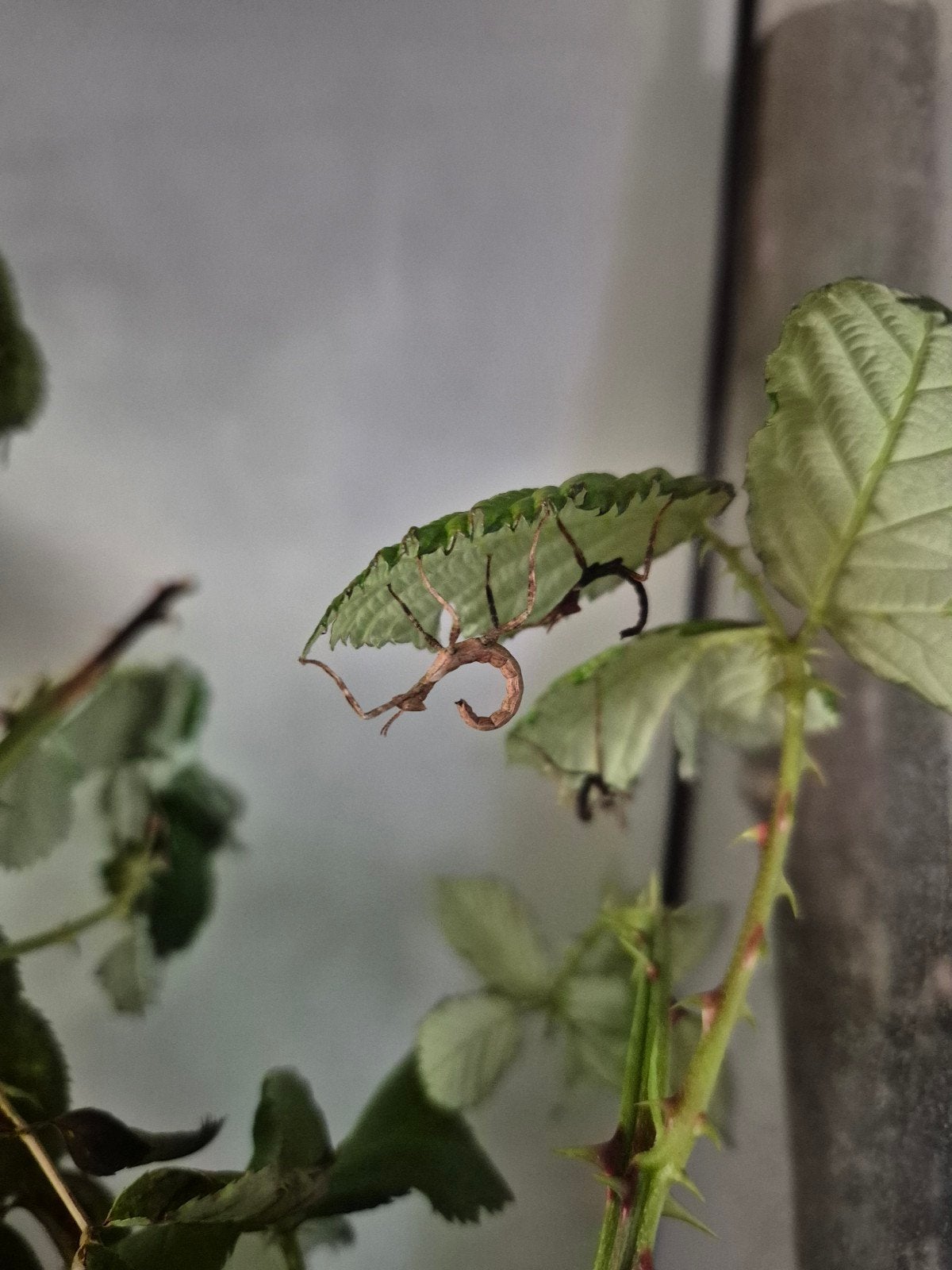 Gratis jonge flappentakken, Dieren en Toebehoren