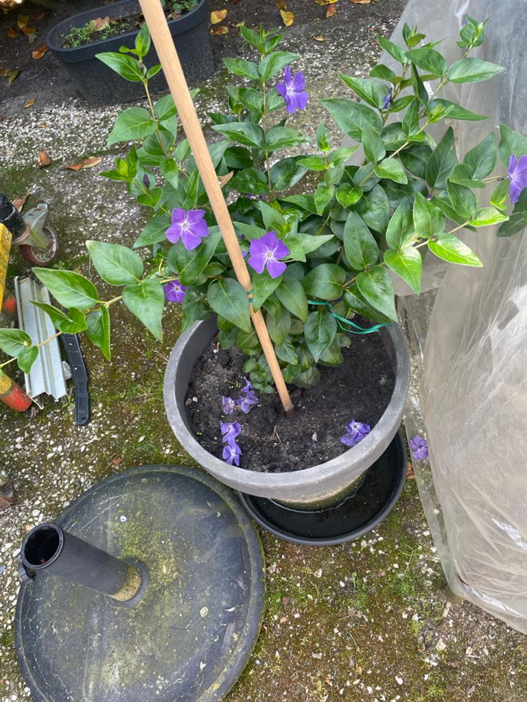 Maagdenpalm (Vinca minor) - Paarse bloemen, Tuin en Terras, Ophalen, Bodembedekkers, Vaste plant, Halfschaduw