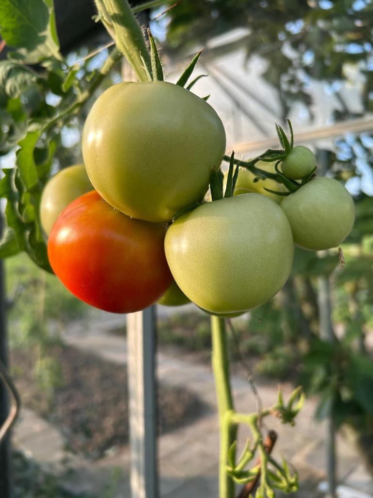 Mooie tomaten planten plantjes stekken stekjes, Tuin en Terras, Ophalen, Eenjarig, Groenteplanten, Volle zon