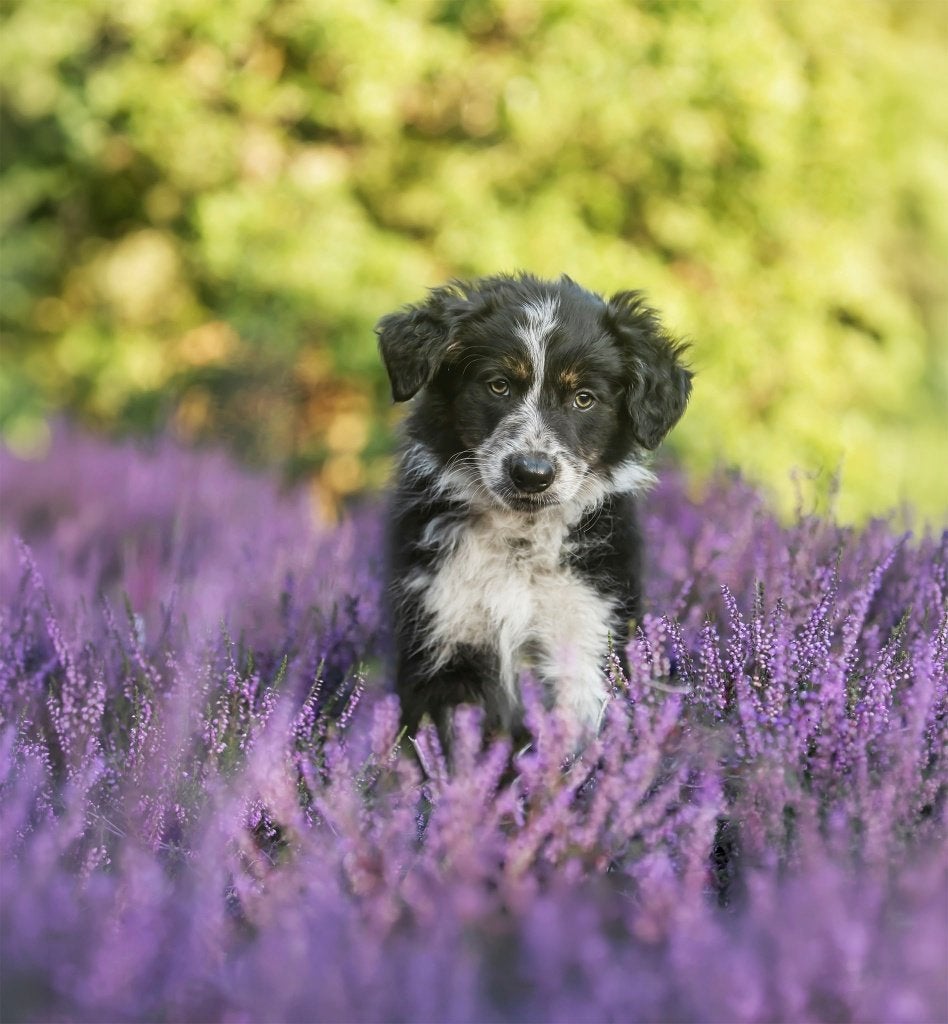 Prachtige Sportieve Border Collie pups met FCI stamboom, Nederland, 15 weken tot 1 jaar, Collie, Meerdere