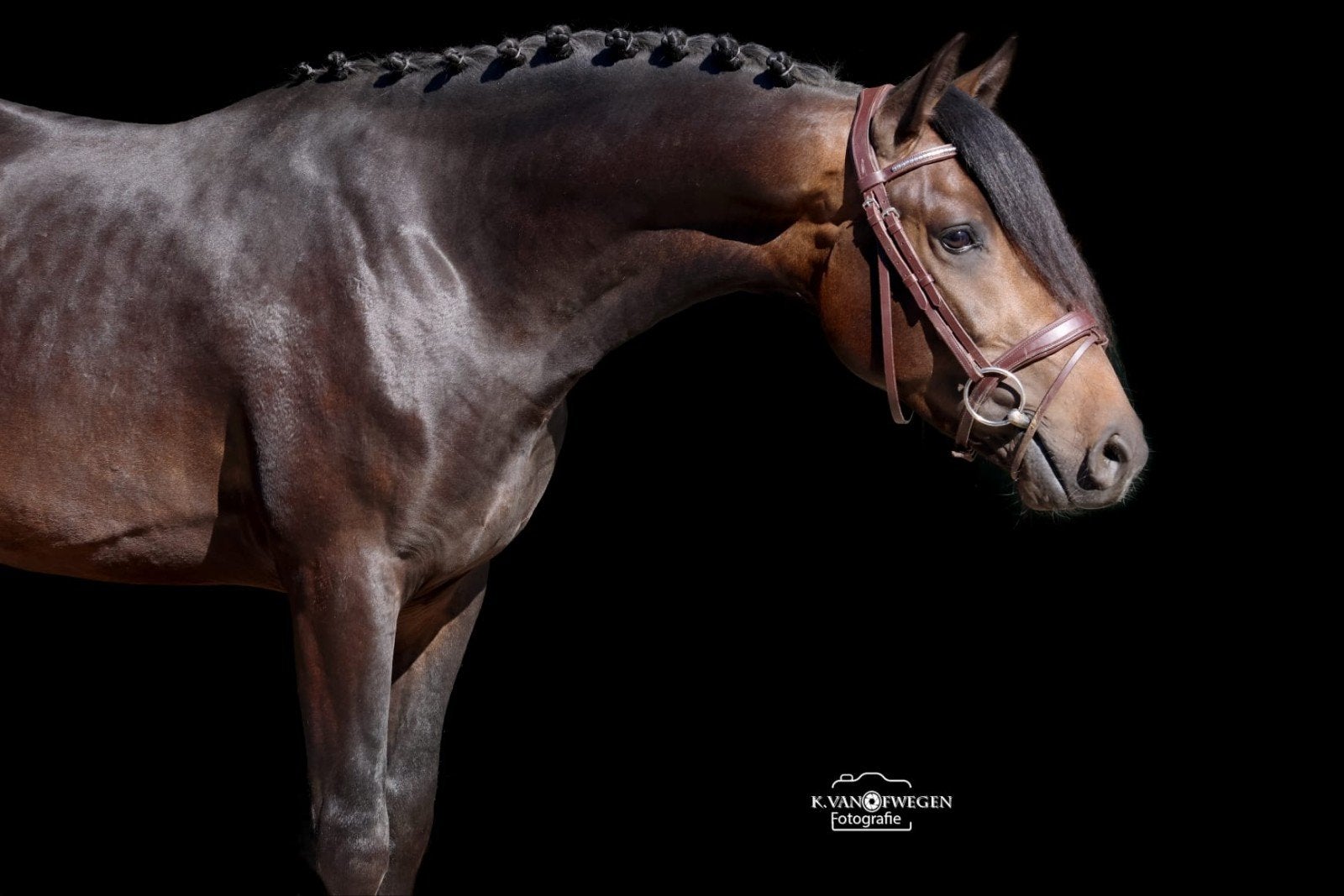 allround sportpony, Dieren en Toebehoren, Pony's, Met stamboom, Ruin, Dressuurpony, Zadelmak