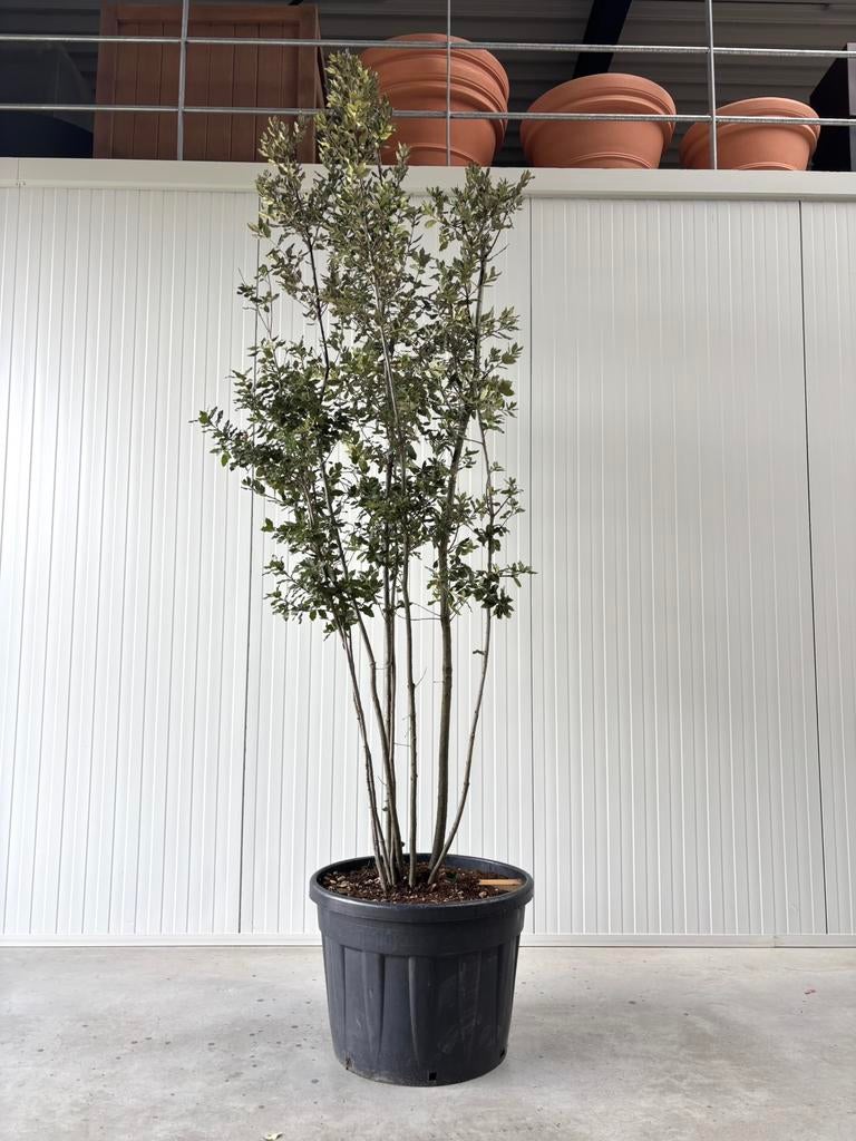Meerstammige steeneiken / Quercus ilex 250 cm+, Bloeit niet, Overige soorten, 250 tot 400 cm, Ophalen