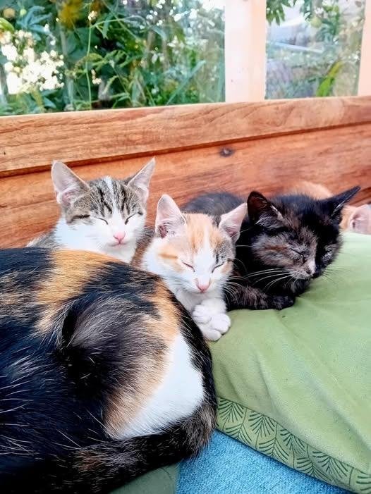 lieve poesjes, kittens katertjes van boerderij, alle kleuren, Dieren en Toebehoren, Meerdere dieren, Ontwormd, 0 tot 2 jaar