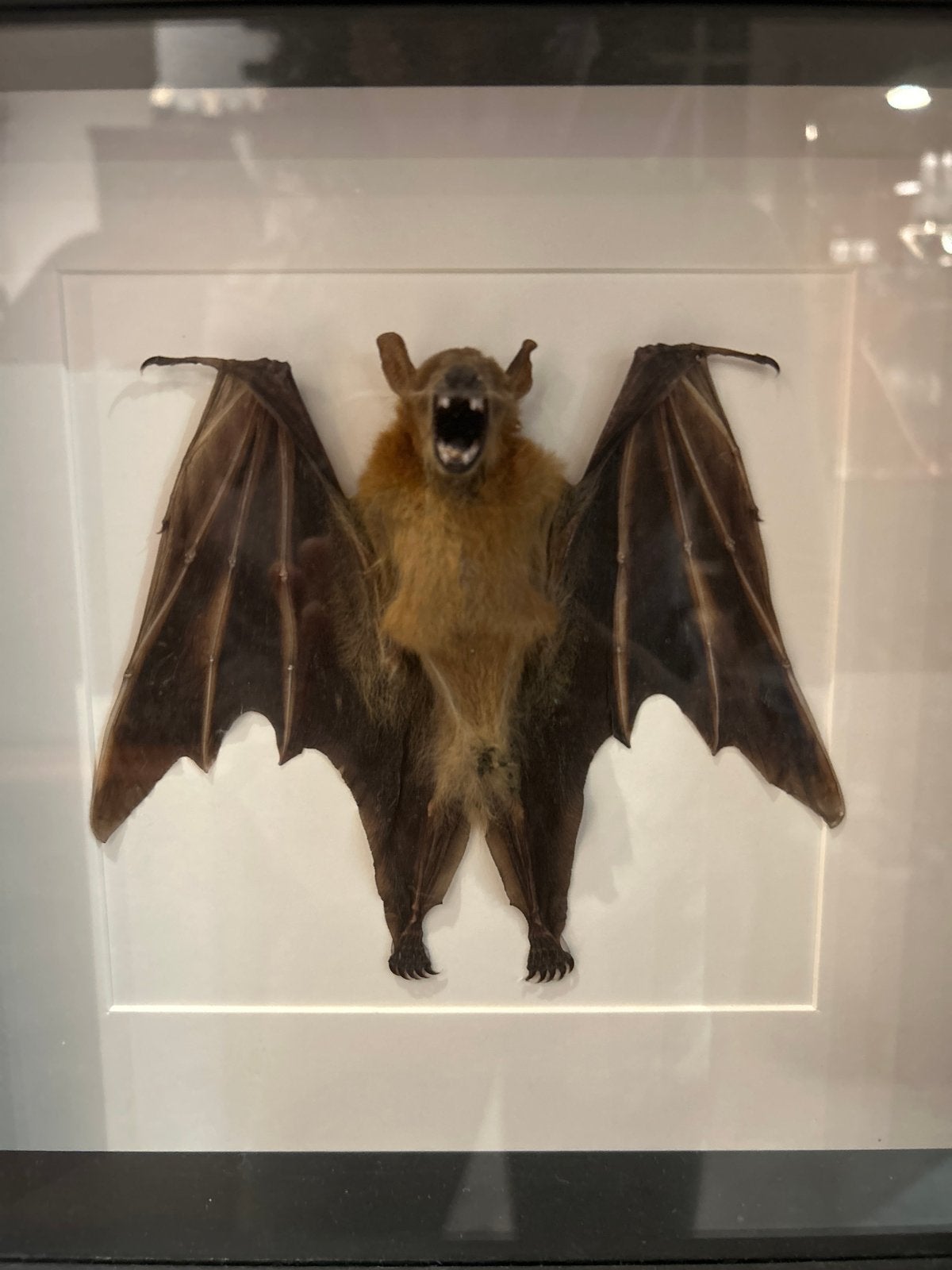 Taxidermie vleermuis met gespreide vleugels in lijst, Gebruikt, Ophalen of Verzenden, X, X