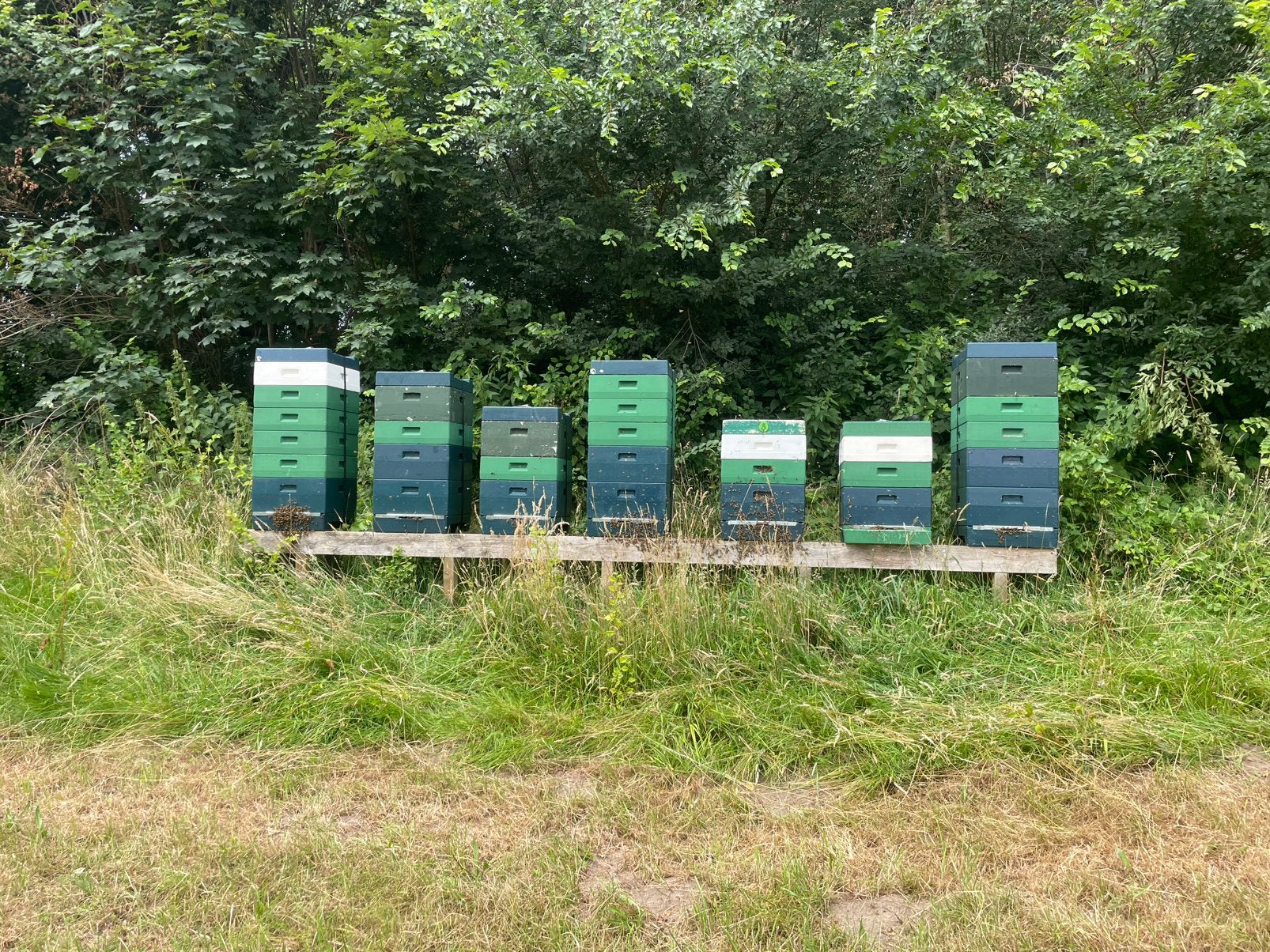 Bijenvolk (evt incl segeberger of houten kast), bijen, Dieren en Toebehoren, Bijen