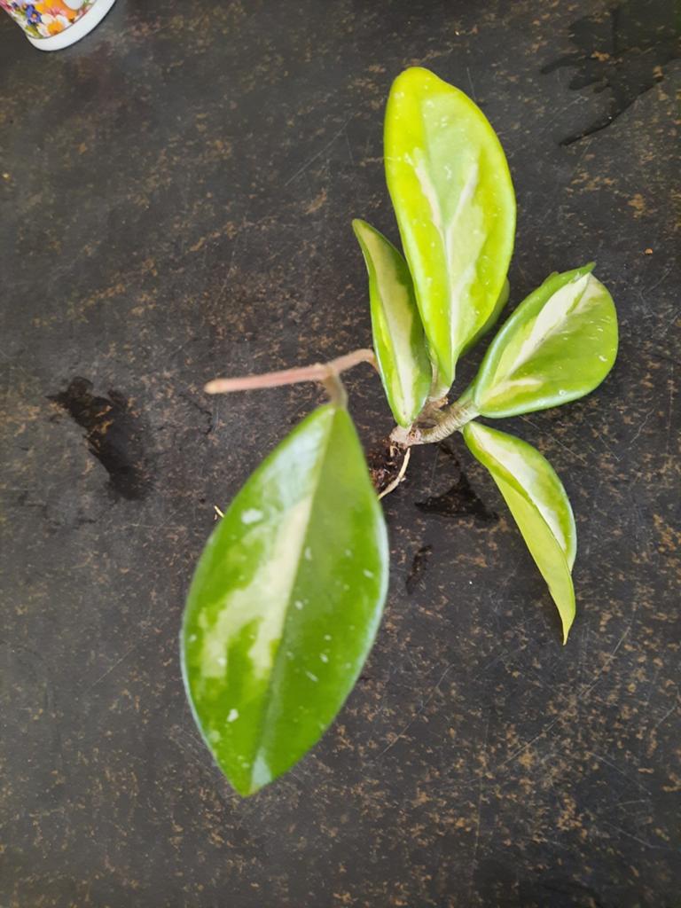 Hoya Carnosa Tricolor, grote gewortelde stek, Ophalen of Verzenden, Halfschaduw, Minder dan 100 cm