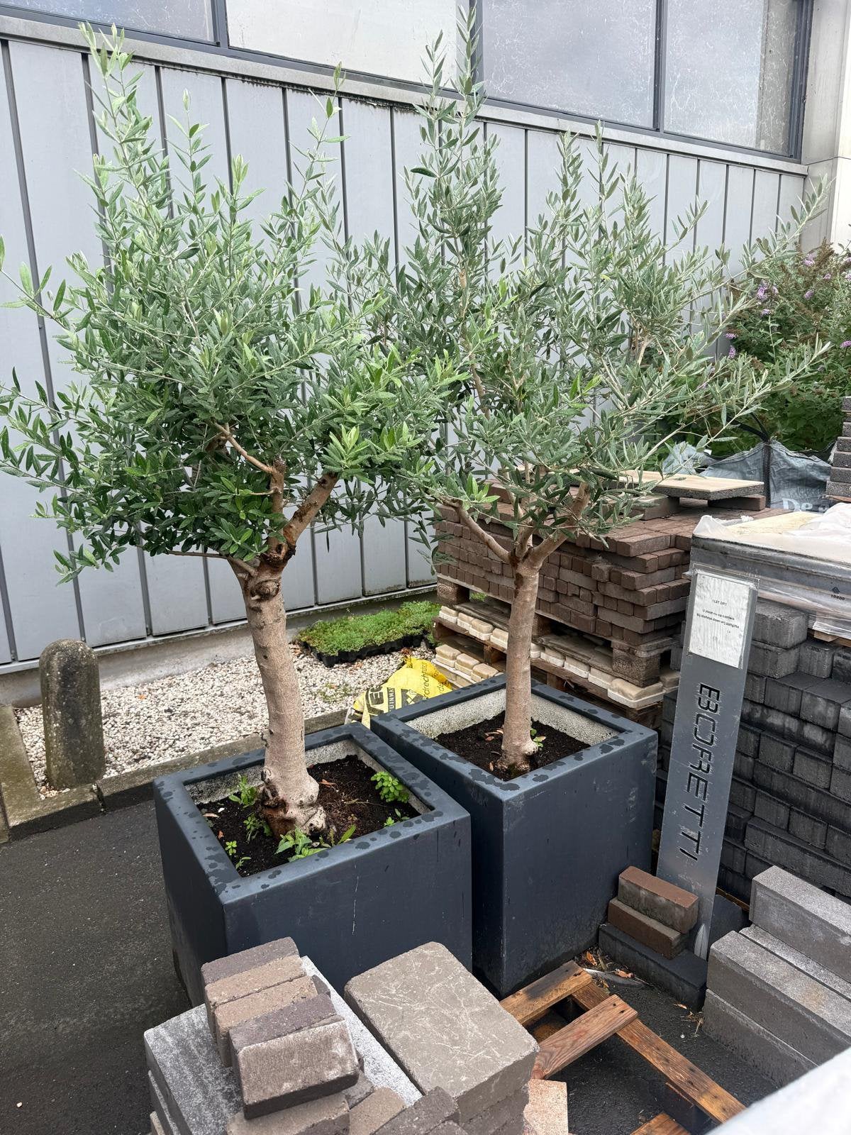 Planten bakken, Ophalen, Volle zon, Olijfboom, 100 tot 250 cm