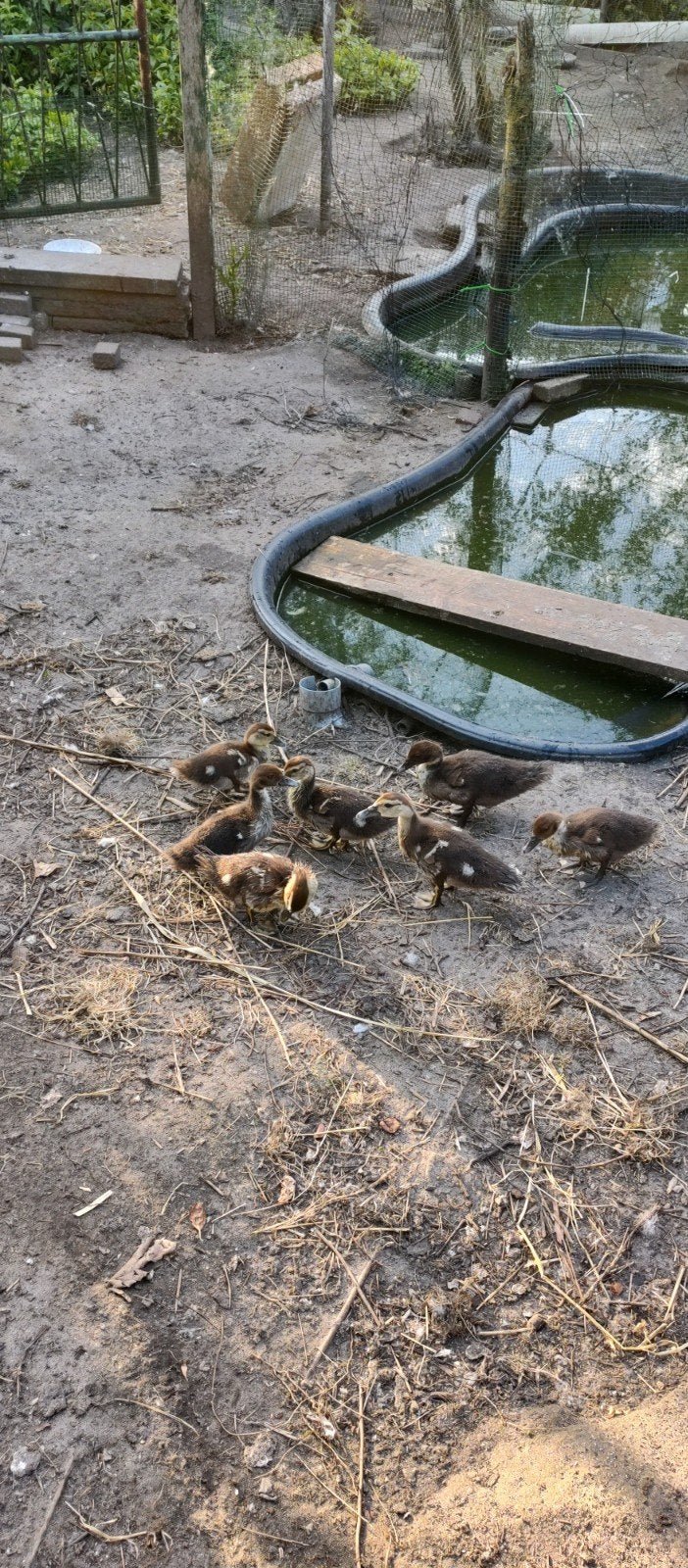 Jonge muskuseenden zes weken oud, Dieren en Toebehoren, Meerdere dieren