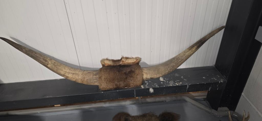 Groot ossenhoorn gewei met bont, Verzamelen, Ophalen of Verzenden