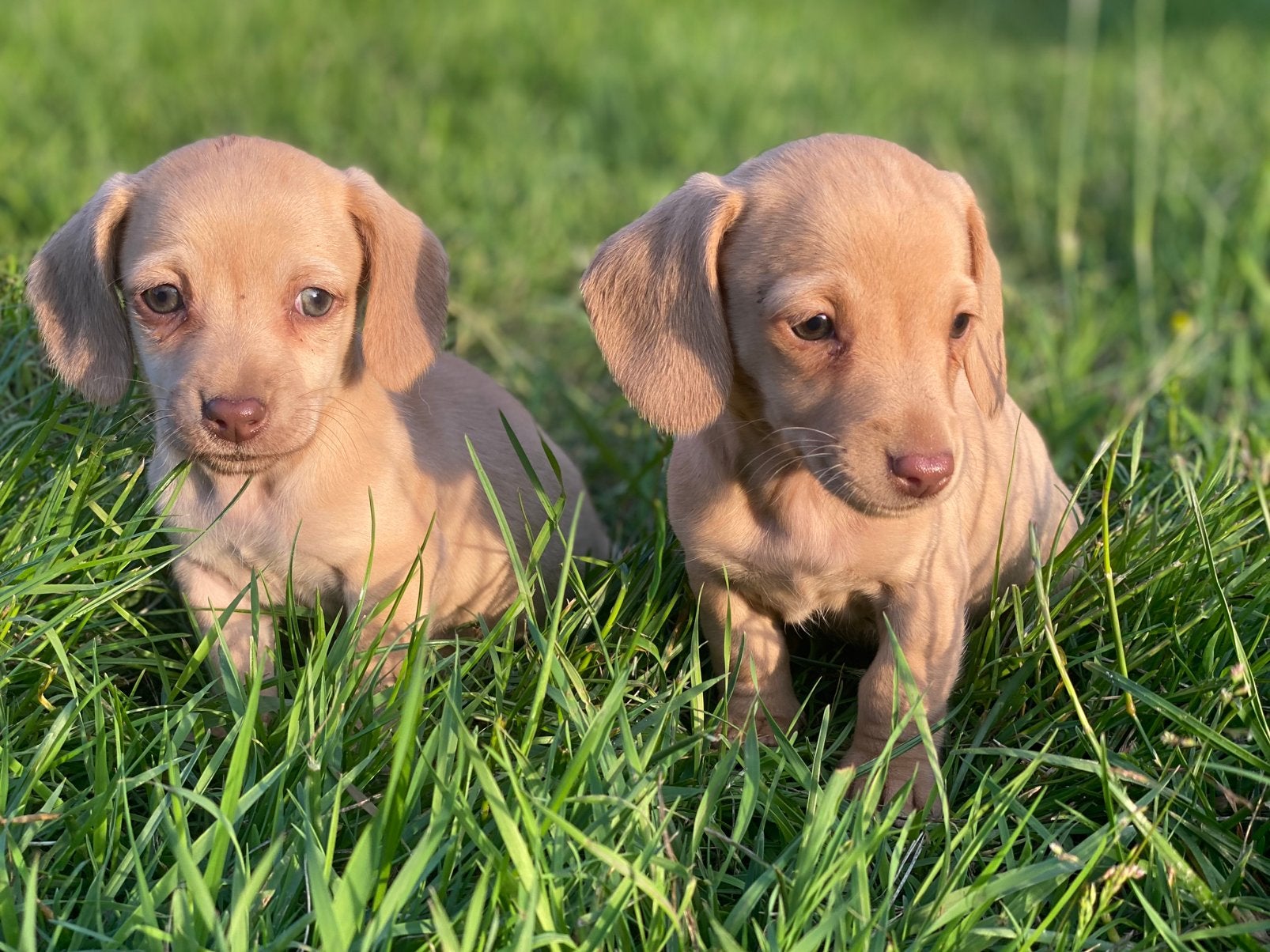 Kortharige teckels met vleugje chihuahua, Parvo, 8 tot 15 weken, Korthaar, Dwerg