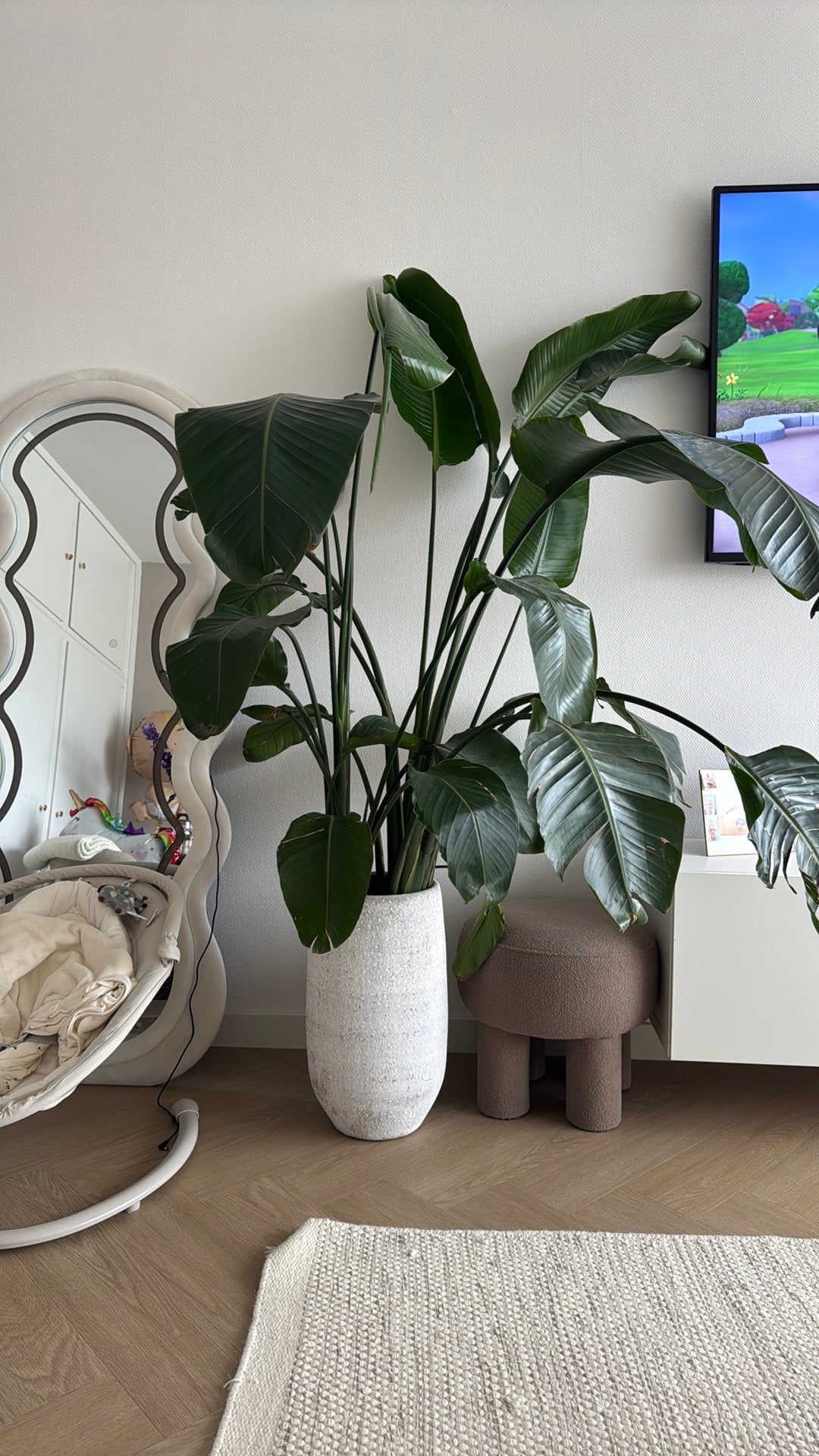Grote Strelitzia Nicolai (Paradijsvogelplant)  2,meter, Ophalen, Halfschaduw, 200 cm of meer