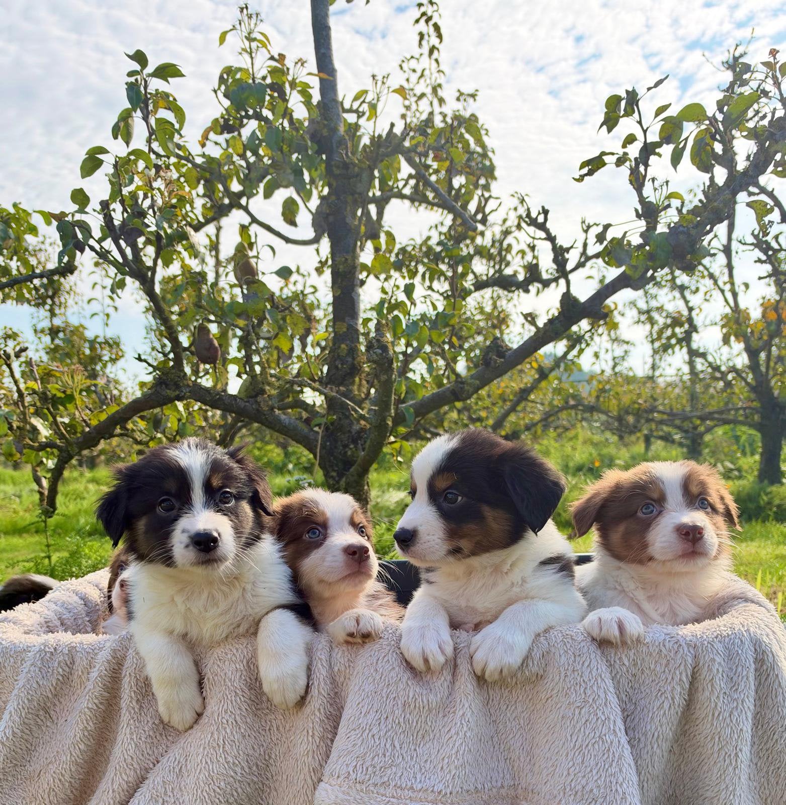 Border collie pups, HCC (leverziekte), Overige rassen, 8 tot 15 weken, Teef
