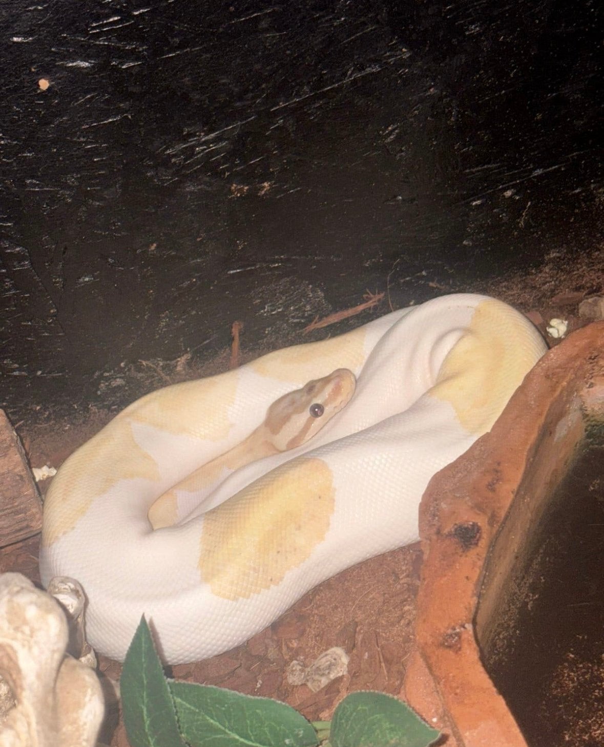 koningspython+terrarium Ball Python photo 7
