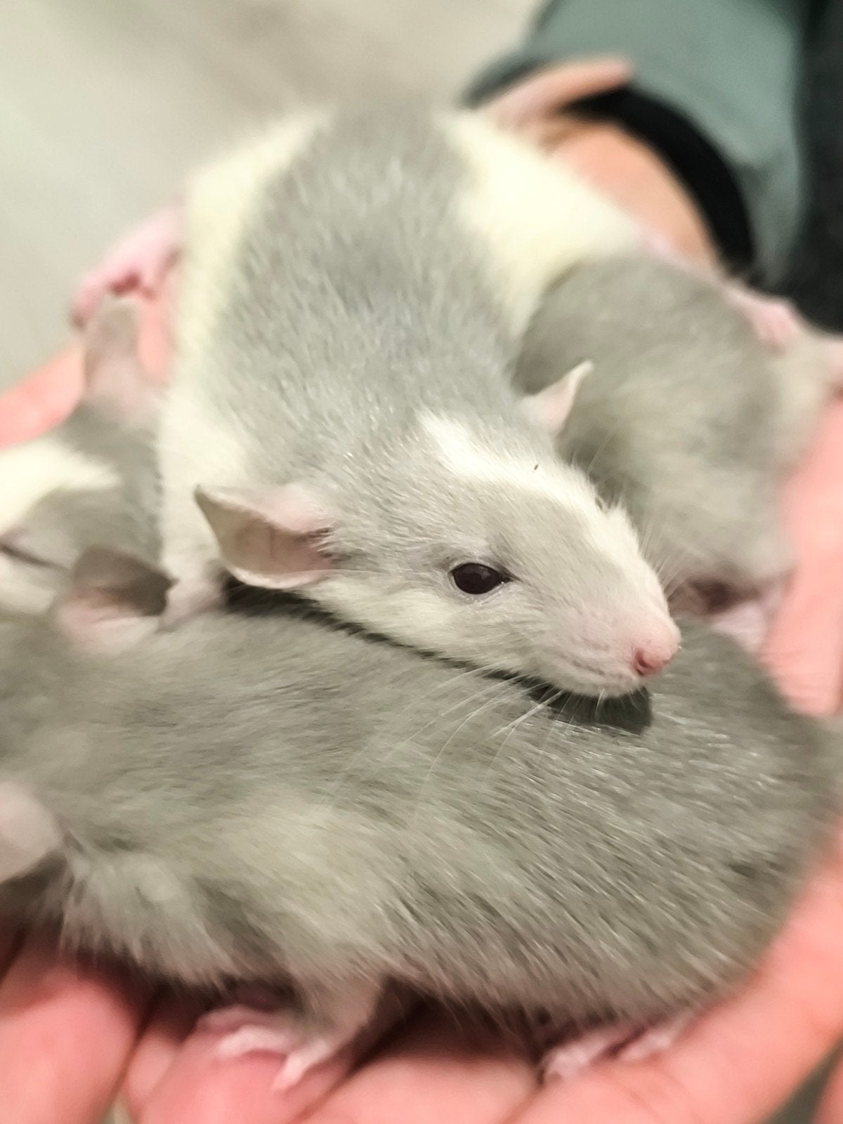 Ratts, Rittens, Dieren en Toebehoren, Rat, Augustus, Meerdere dieren, Tam