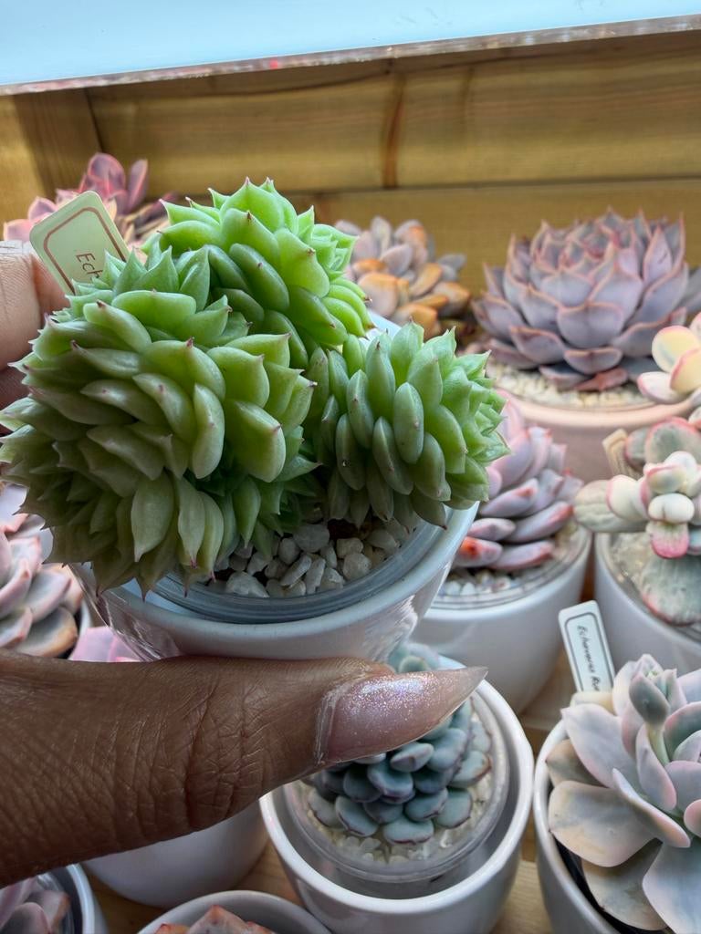 Echeveria Malgan - Unieke Succulent voor Verzamelaars, Huis en Inrichting, Kamerplanten, Verzenden