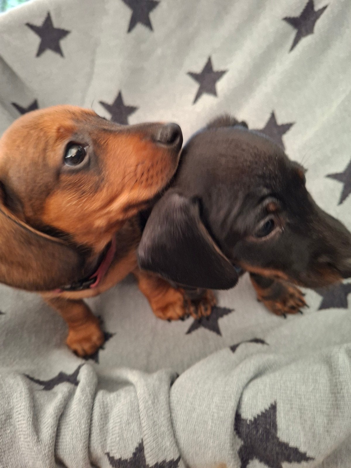 Kortharige dwergteckel pups reutjes  nog 2 kleuren., 8 tot 15 weken, Korthaar, Dwerg, CDV (hondenziekte)