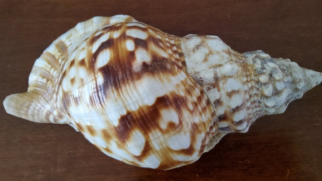 tritonshoornschelp (geslacht Charonia),, Ophalen, Schelp(en)