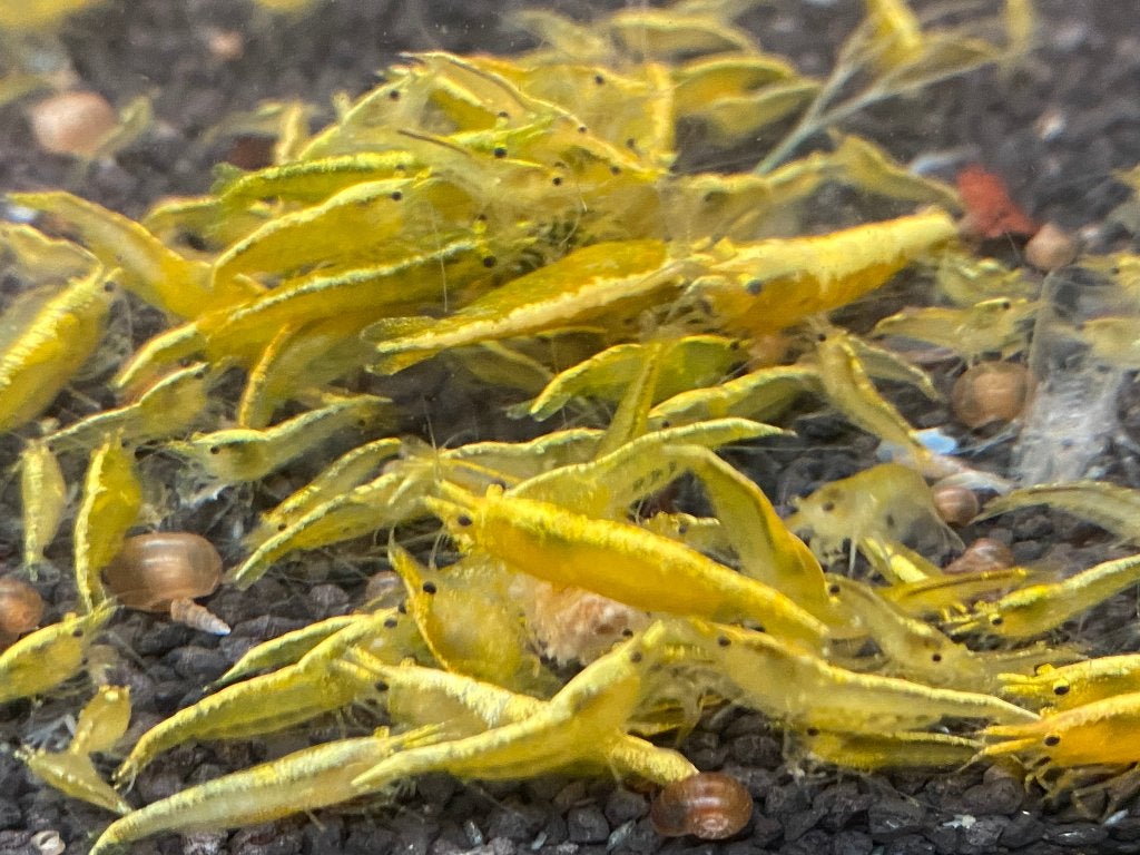 Yellow fire neon backstripe, Neocaridina, Dieren en Toebehoren, Kreeft, Krab of Garnaal