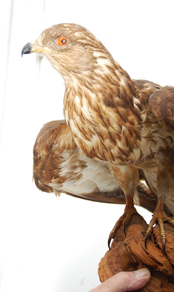 Een opgezette vogel, Ophalen of Verzenden, Zo goed als nieuw, Vogel, Opgezet dier